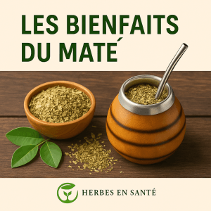 Maté Photographie d’un service traditionnel de maté comprenant une calebasse, une bombilla et des feuilles de yerba maté séchées, symbole de convivialité et d’énergie naturelle.