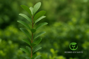 Maté Photo réaliste de la plante de maté (yerba mate) avec ses feuilles vertes utilisée en infusion, stimulante et riche en antioxydants – Herbes en Santé