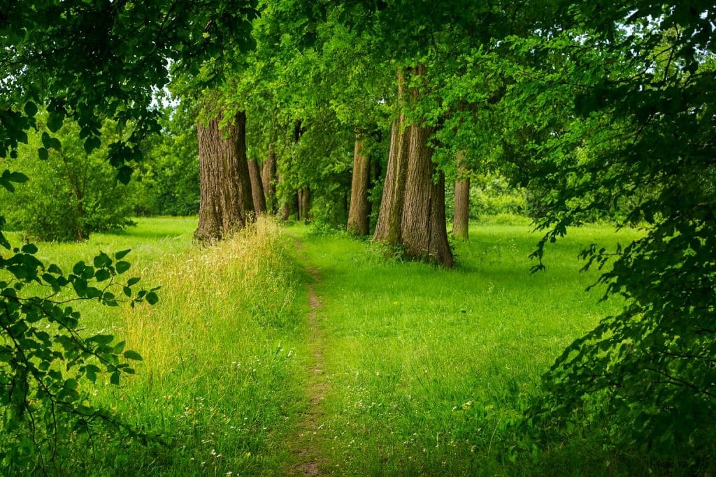 forêt verdoyante avec grands arbres et sentier naturel – nature apaisante et bien-être