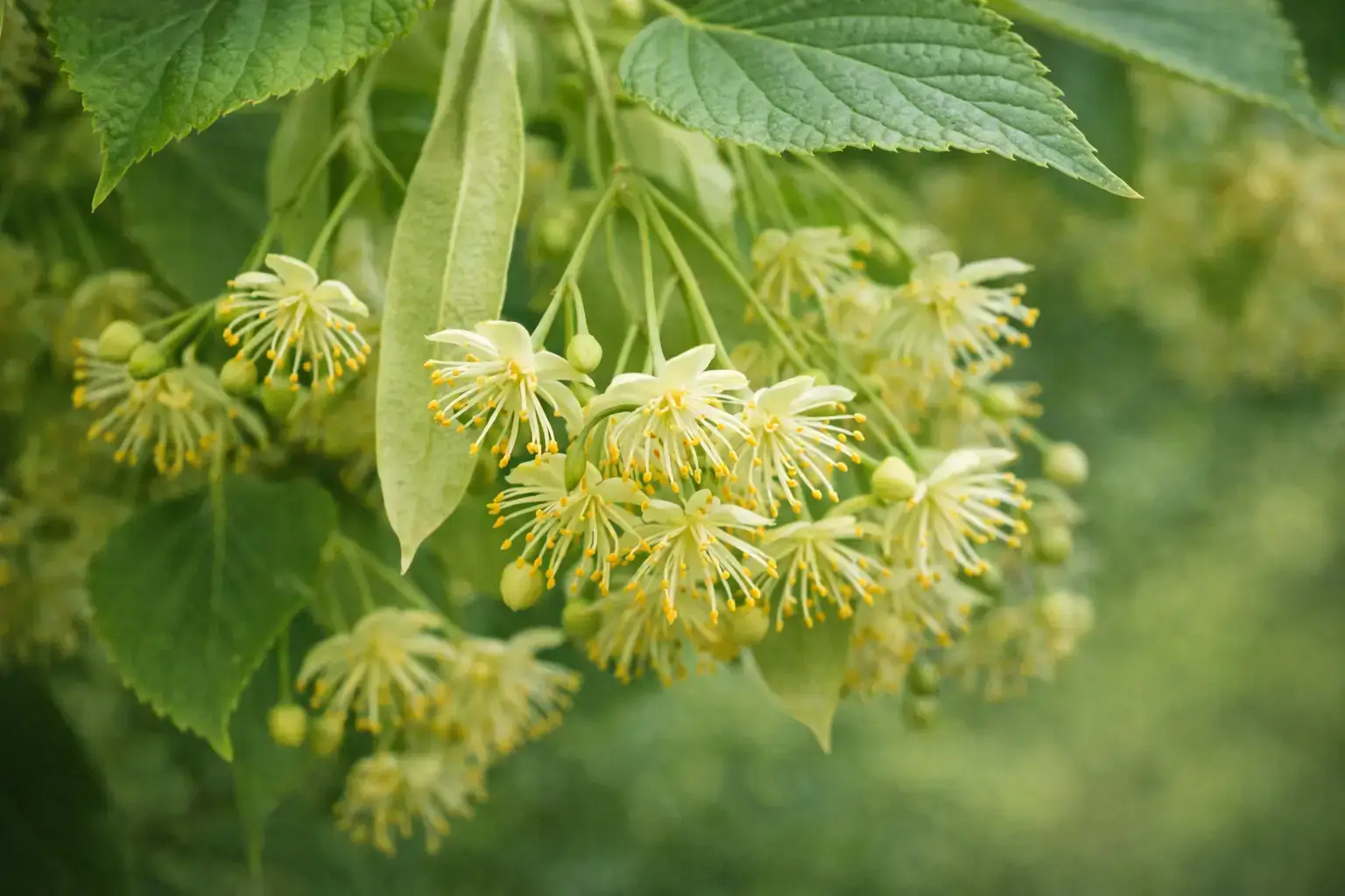 Fleurs de tilleul en inflorescence naturelle, fleurs jaunâtres de Tilia avec bractées et feuilles vertes